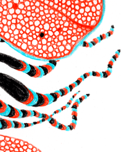 Load image into Gallery viewer, &quot;Sea Creature&quot; print
